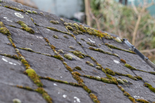 Green,Moss,And,Algae,On,Slate,Roof,Tiles